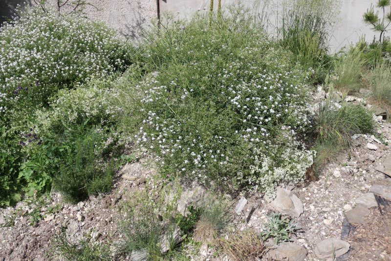 Катран Crambe cordifolia