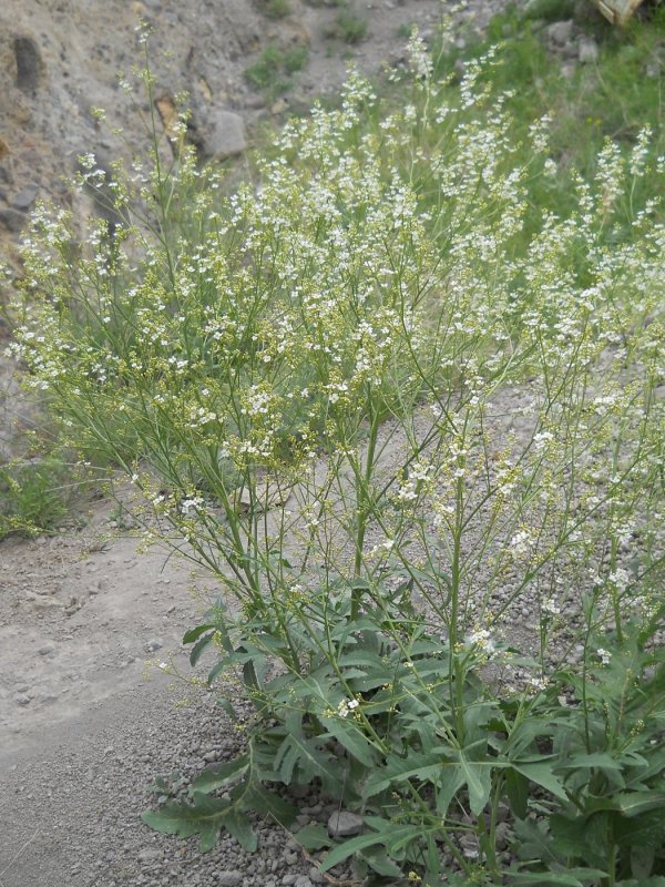 Crambe koktebelica