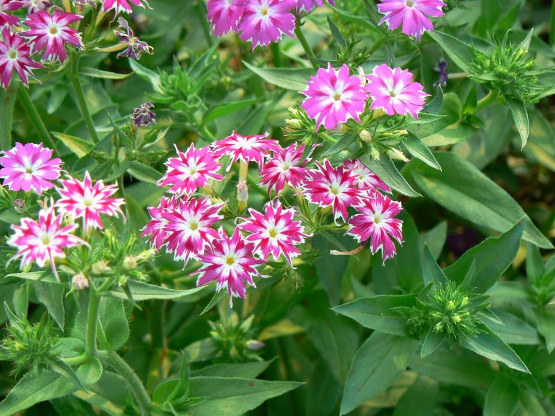 Мятлик однолетний – POA annua