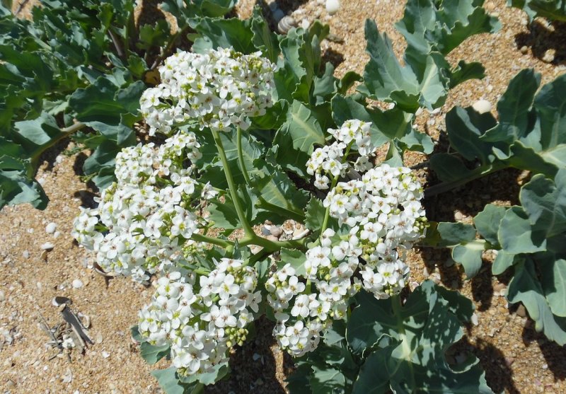 Катран татарский (Crambe Tataria)
