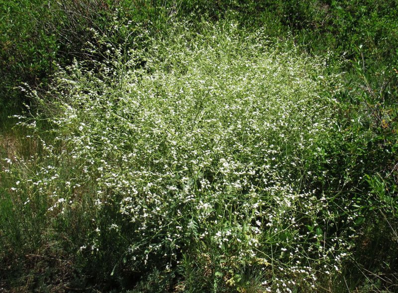 Катран кустарниковый (Crambe fruticosa)