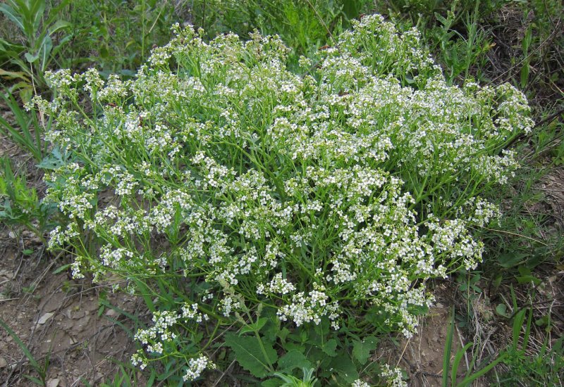 Crambe orientalis