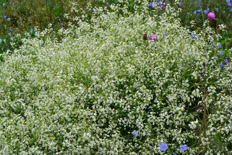 Crambe Tataria
