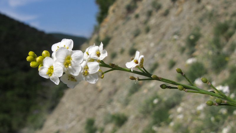 Катран Коктебельский