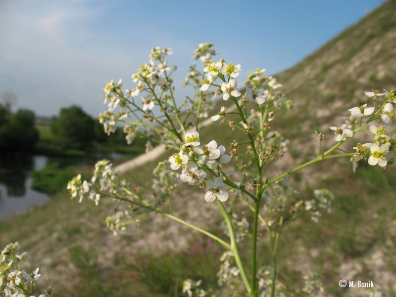 Crambe kotschyana