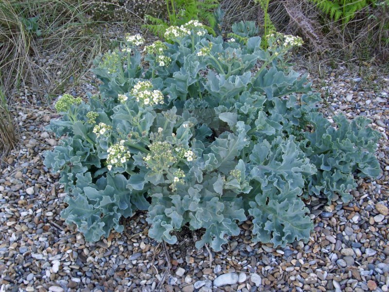 Катран татарский (Crambe Tataria)