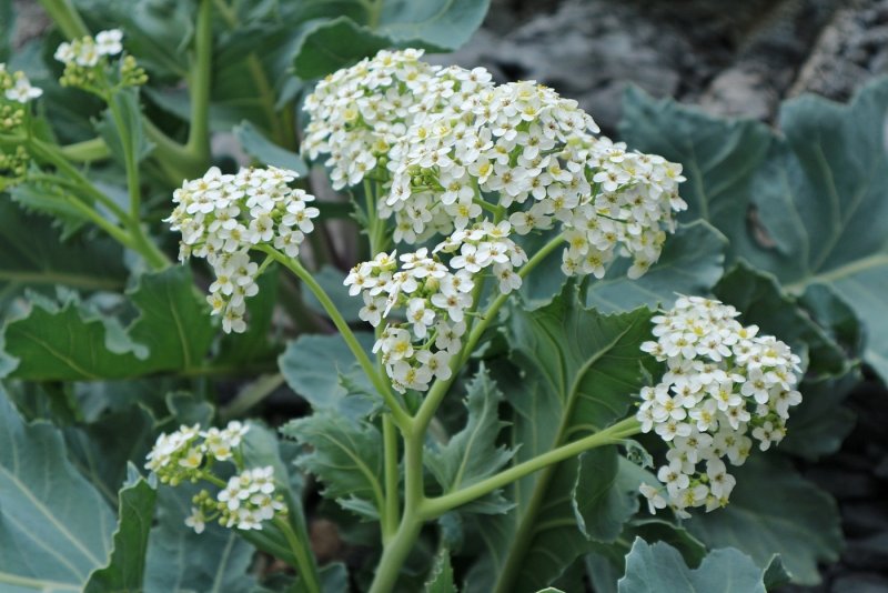Катран сердцелистный (Crambe cordifolia)