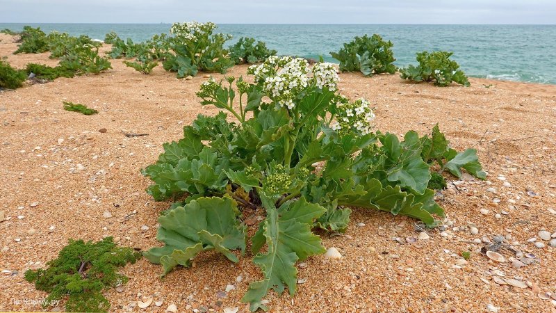 Катран maritima