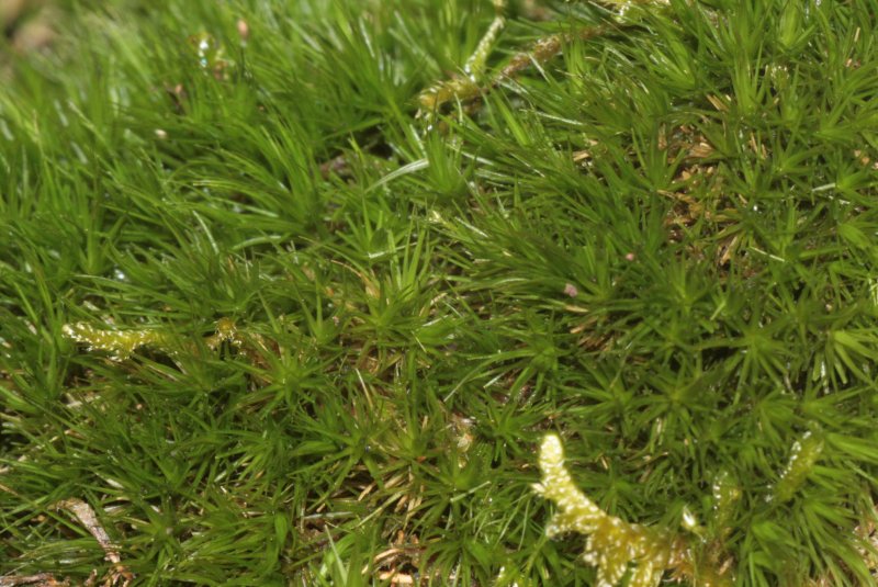 Dicranum polysetum
