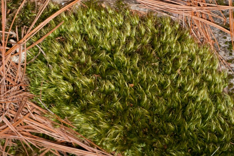 Dicranum scoparium