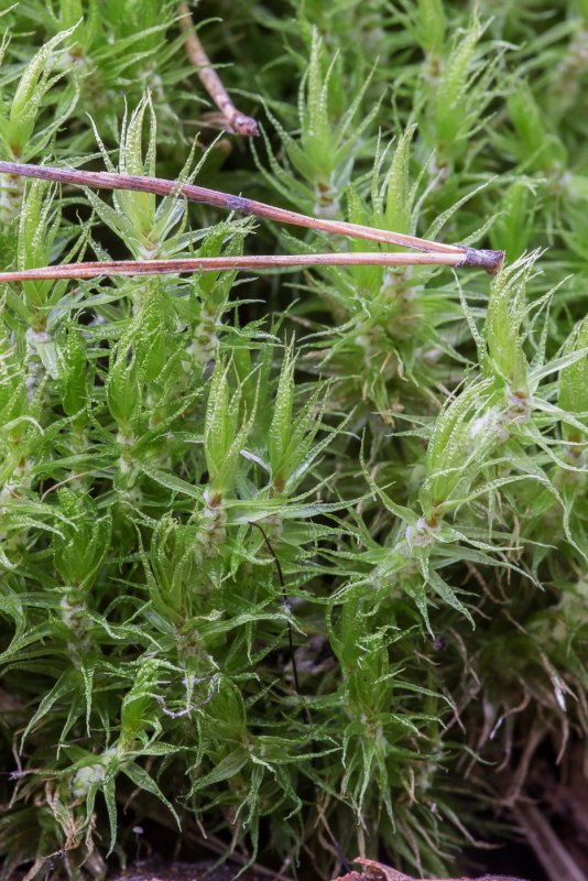 Dicranum scoparium
