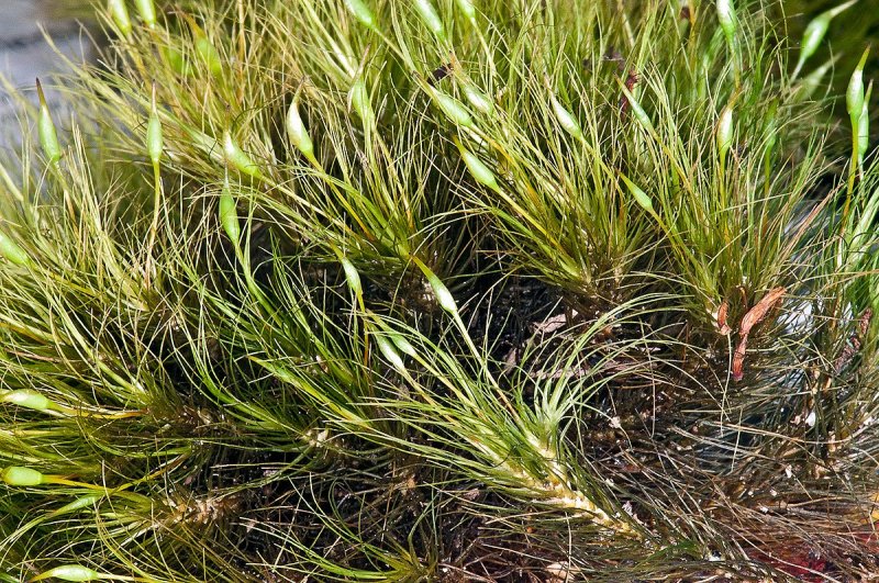 Мох Dicranum montanum