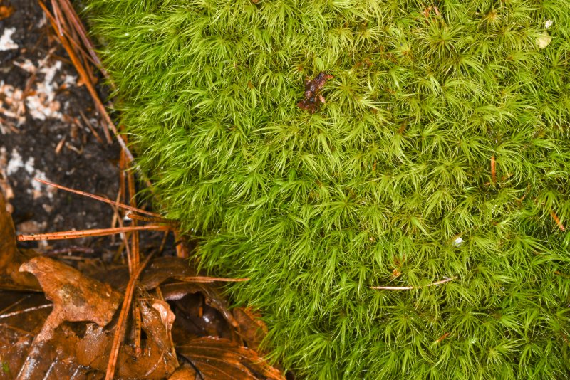 Мох Dicranum montanum