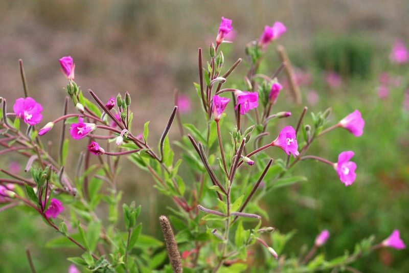 Кипрей розовый (Epilobium Roseum Schreb.)