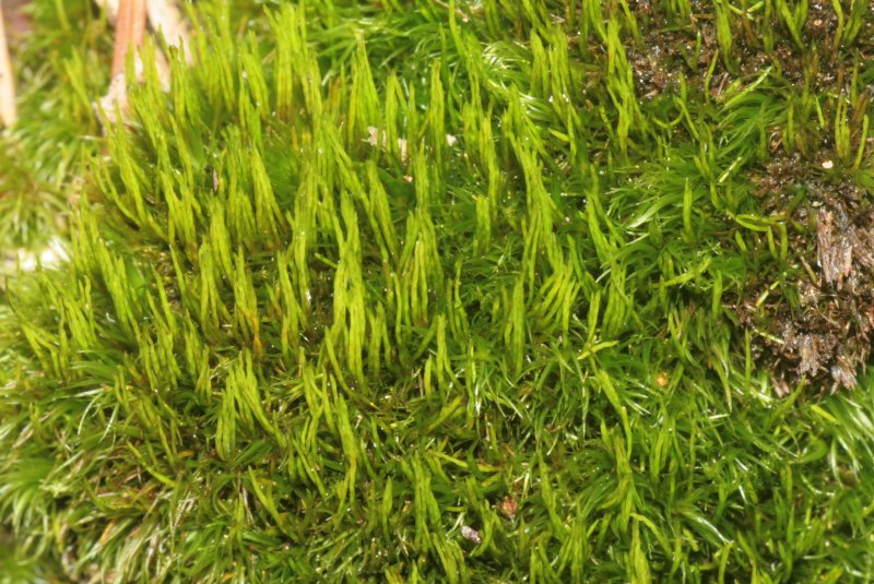 Dicranum scoparium