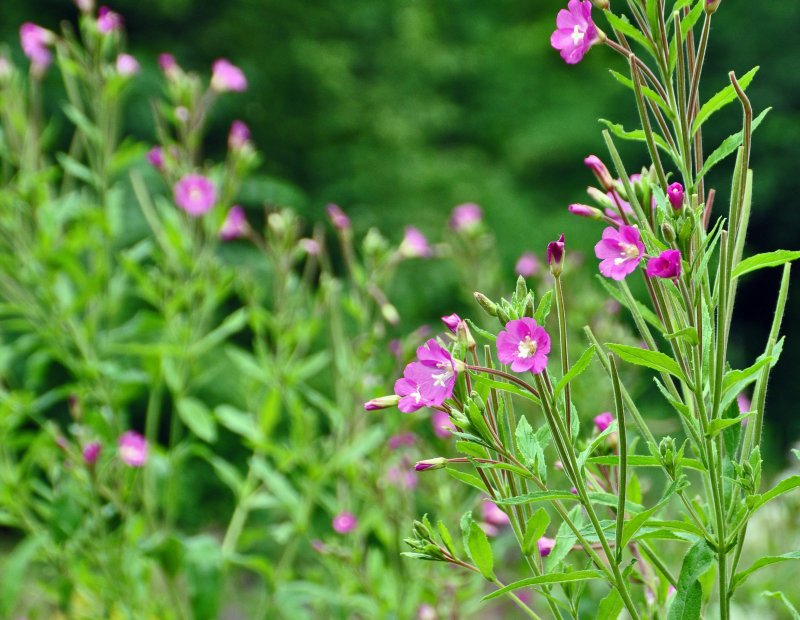 Кипрей розовый (Epilobium Roseum Schreb.)