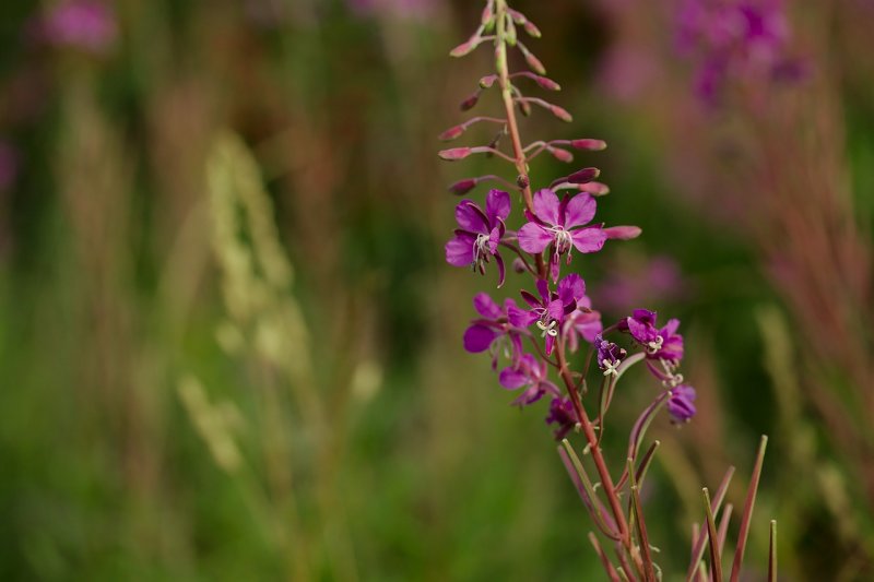 6. Кипрей розовый (Epilobium Roseum Schreb.)