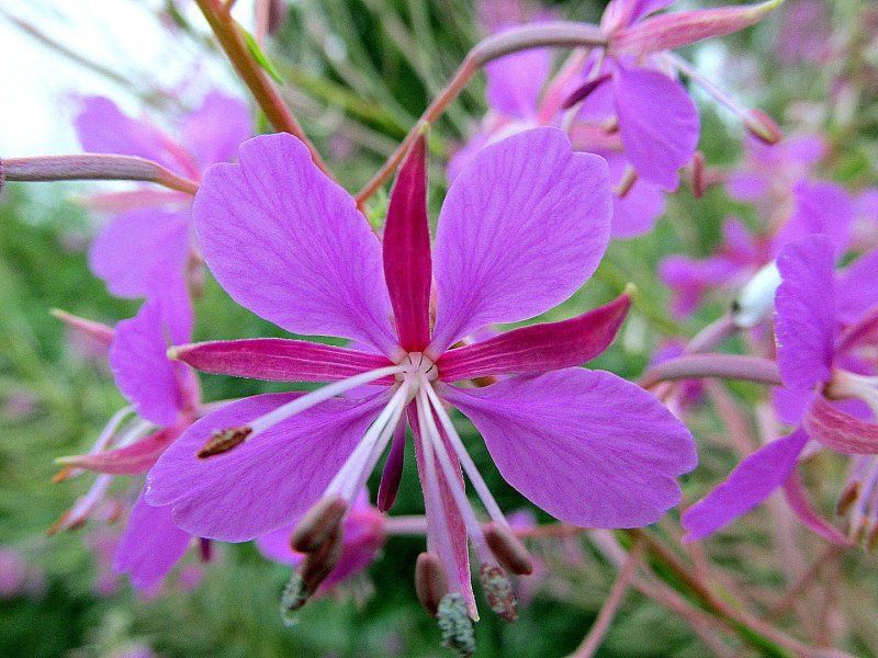 Epilobium angustifolium