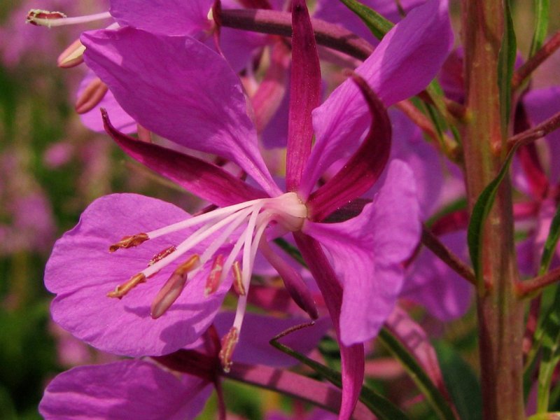Кипрей мелкоцветковый (Epilobium parviflorum)