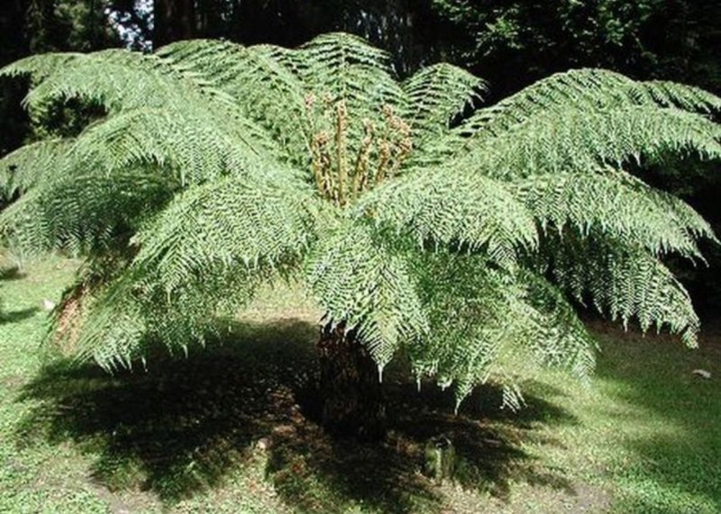 Matteuccia gigantea. Страусник гигантский