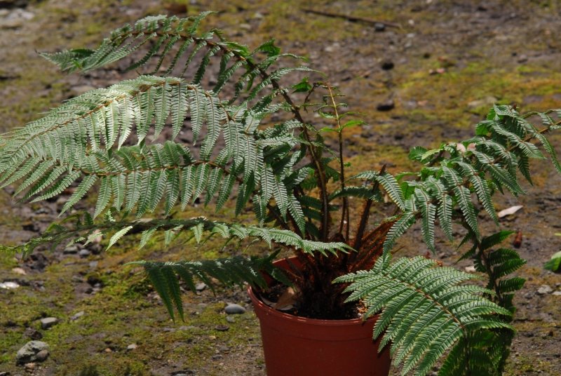 Cyathea dealbata