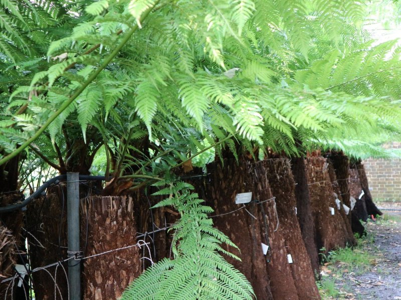 Dicksonia sellowiana