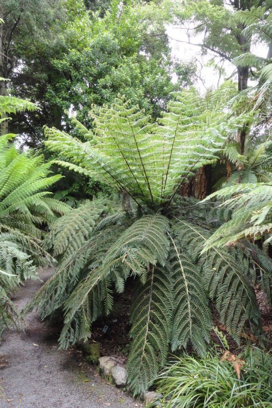 Dicksonia Antarctica