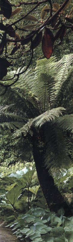 Tree Fern отзывы