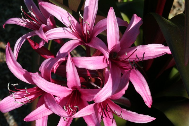 Кринум Пауэлла (Crinum powellii)
