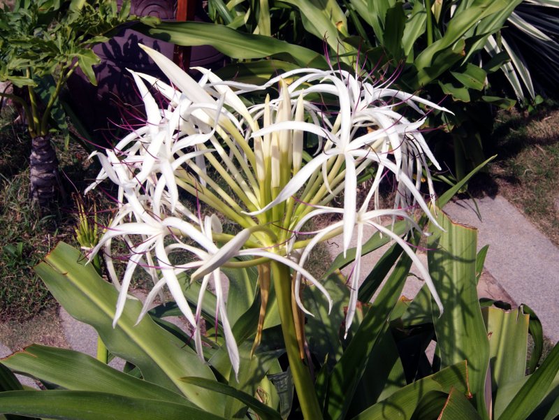 Crinum asiaticum