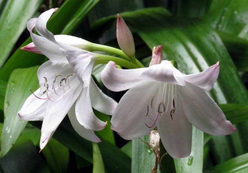 Кринум Пауэлла (Crinum powellii)
