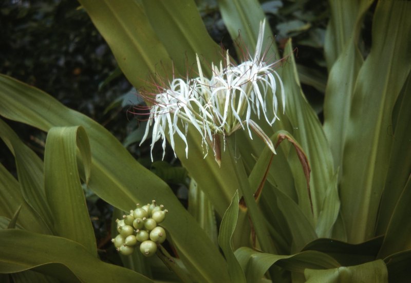 Кринум - Crinum White d25 h70
