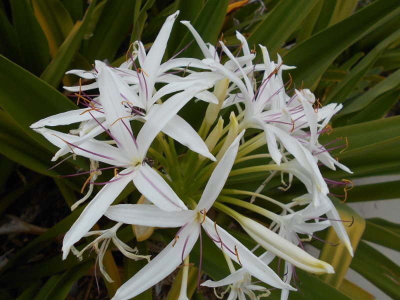 Crinum pedunculatum
