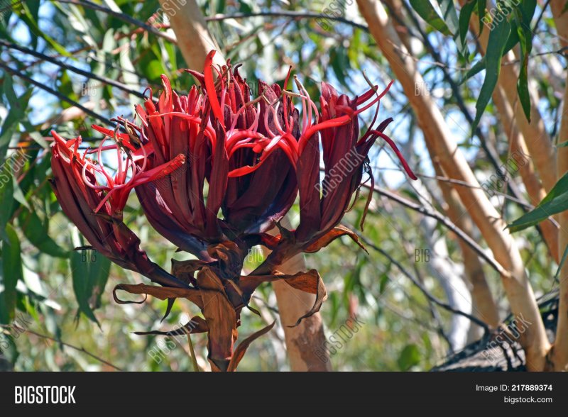 Doryanthes Excelsa