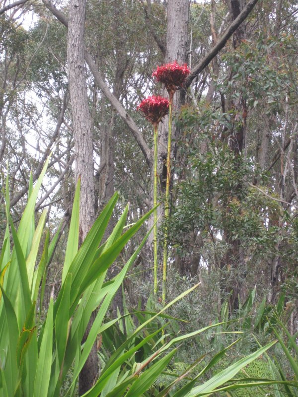 Rare Plants in Cyprus