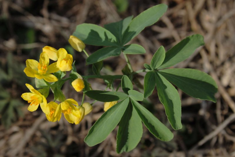 Голосемянник (Gymnospermium)