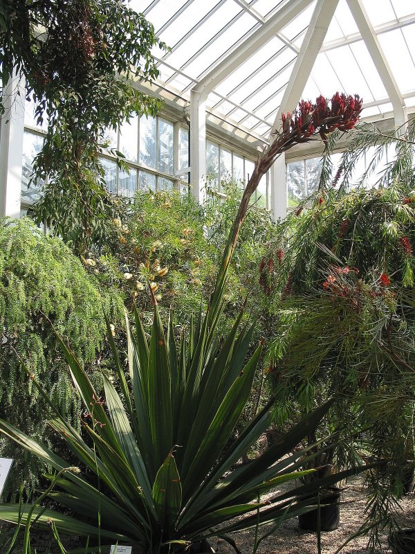 Doryanthes Palmeri