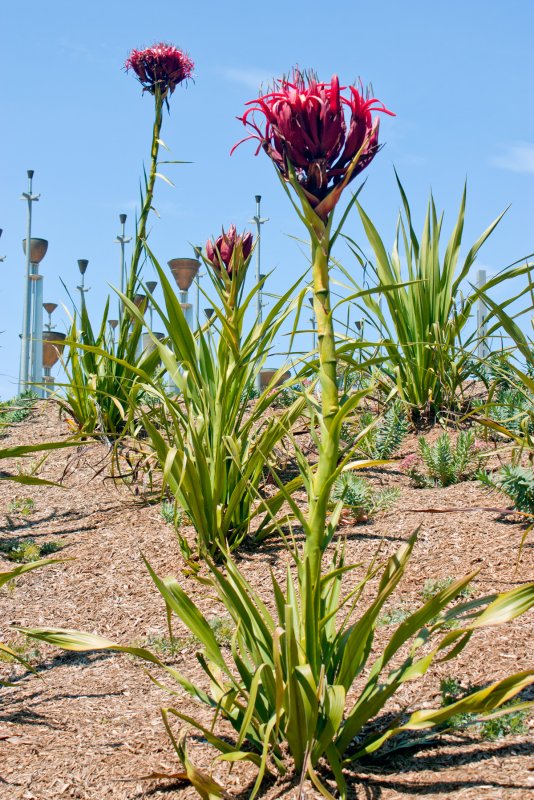 Gymea Lily