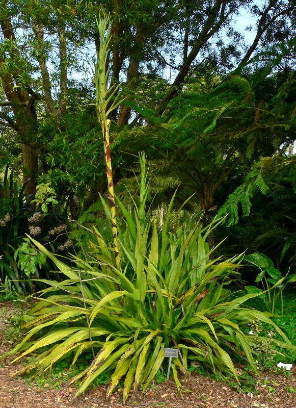 Doryanthes Excelsa