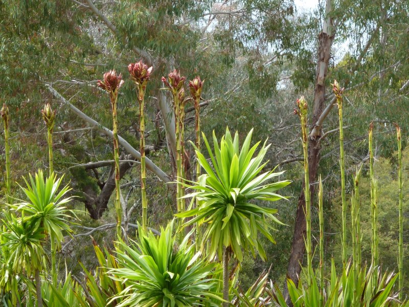Doryanthes Excelsa