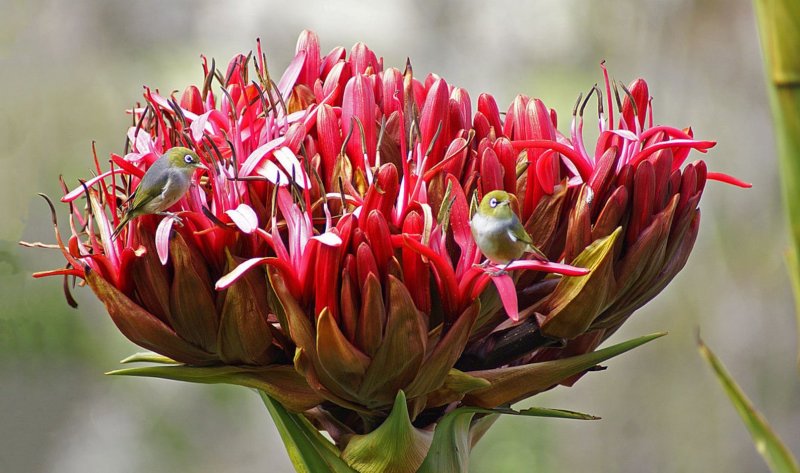 Doryanthes Excelsa