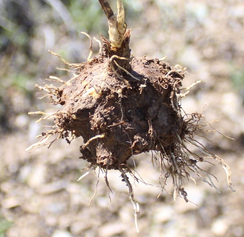 Gymnospermium albertii