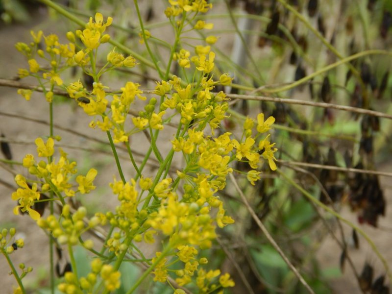 Стеблелист василистниковидный Caulophyllum thalictroides