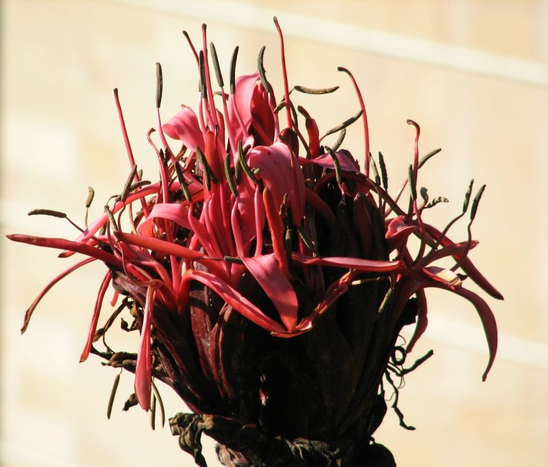 Doryanthes Excelsa