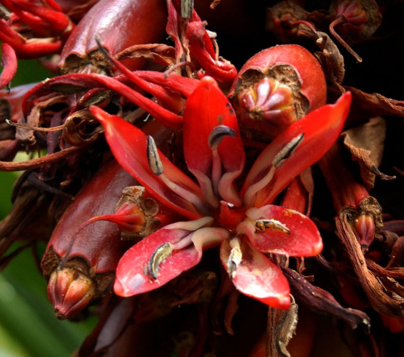 Doryanthes Palmeri