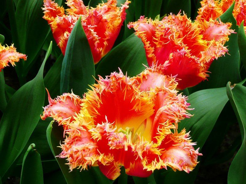 Вриезия килеватая (Vriesea carinata)