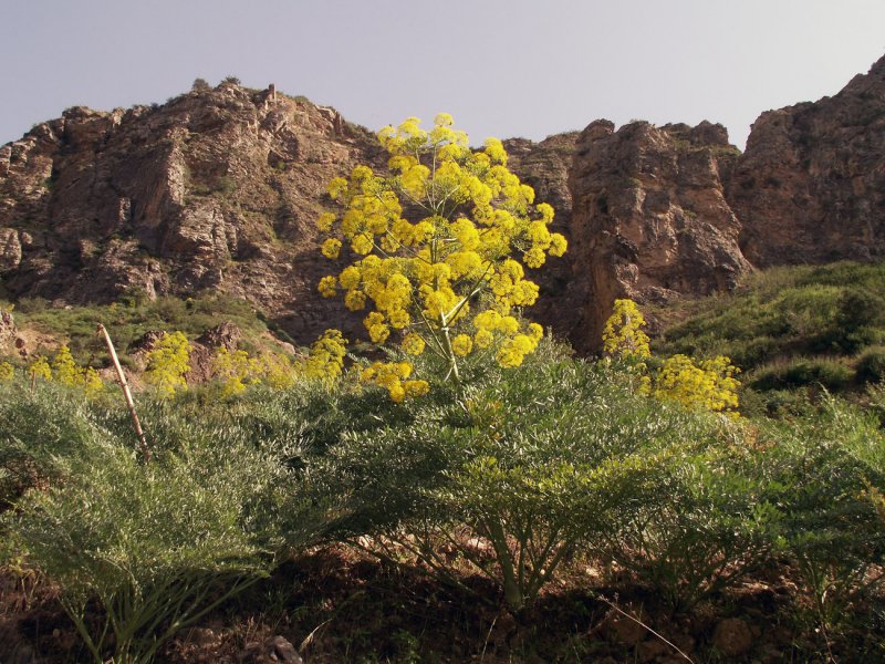 Gymnospermium albertii