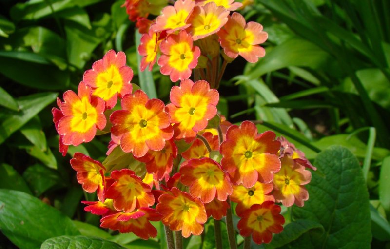 Кливия махровая
