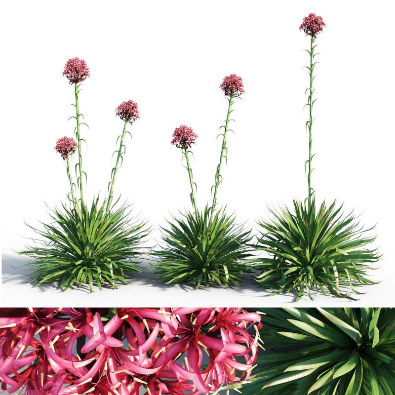 Традесканция spathacea