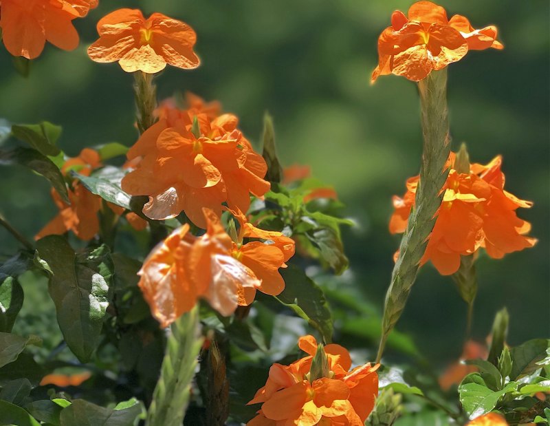 Канна canna Indica
